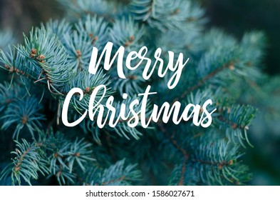 Closeup of Christmas fir tree branch outdoor background - Shutterstock ID 1586027671