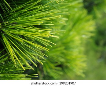 Close-up of Christmas pine fir tree branches background. Background of Christmas tree branches.
