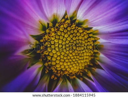 Similar – Foto Bild Nahaufnahme einer Blüte mit weißen und rosa Blütenblättern von Helipterum roseum