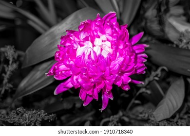 白菊花图片 库存照片和矢量图 Shutterstock