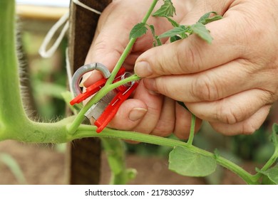 Close-up, Chubby Hands Hold Cutter To Remove Excess Branches On Tomato Plant, Cut Off Interferes For Growth In Garden