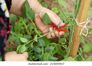 Close-up, Chubby Hands Hold Cutter To Remove Excess Branches On Tomato Plant, Cut Off Interferes For Growth