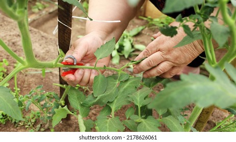 Close-up, Chubby Hands Hold Cutter To Remove Excess Branches On Tomato Plant, Cut Off Interferes For Growth In Garden