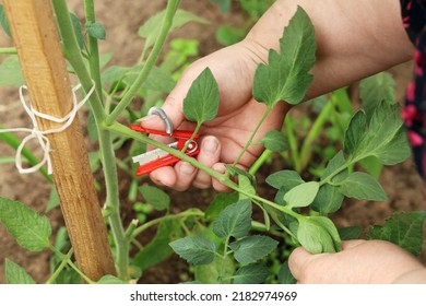 Close-up, Chubby Hands Hold Cutter To Remove Excess Branches On Tomato Plant, Cut Off Interferes For Growth