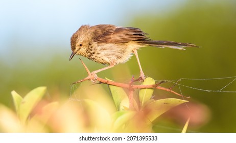 A Closeup Of The Churring Cisticola, Species Of Bird In The Family Cisticolidae 