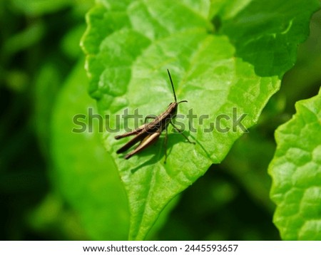 Close-up of a cicada on a leaf.