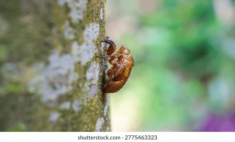 Close-up of Cicada Shell on Tree Trunk in Natural Setting