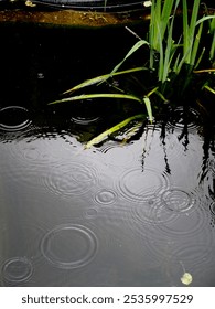 Close-up of the circular patterns made by raindrops on the water surface