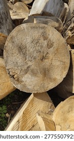 Close-up of a circular tree trunk cut showing detailed wood grain and rings in a sunny woodpile