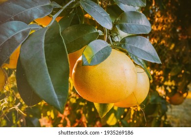 Close-up of citrus (grapefruit) on a tree and sun shining through the leaves