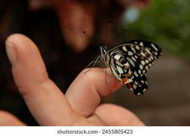 A close-up of a Citrus Swallowtail Butterfly on the fingertips of a person in a greenhouse - Powered by Shutterstock