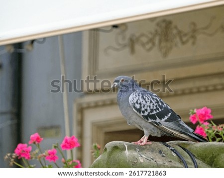 Close-up of a city pigeon, Columba livia domestica, in the old town of Gdansk