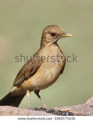 Similar – Image, Stock Photo juvenile starling on lawn