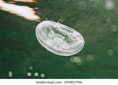 A closeup of a clear white jellyfish swimming in a green sea with the sun shining on it from above