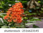 Close-up of Clerodendrum paniculatum (pagoda flower), Hawai‘i Tropical Botanical Garden