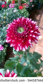 A closeup click