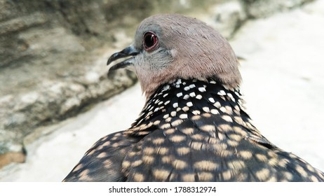 Closeup click of a bird