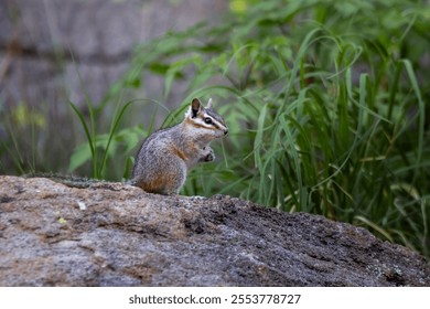 A closeup of a cliff chipmunk standing on the rock under the sunlight - Powered by Shutterstock