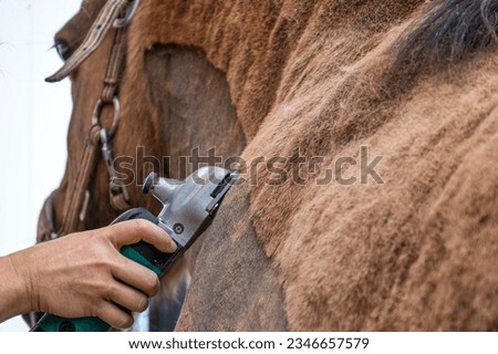 Closeup of clipping a horse.
