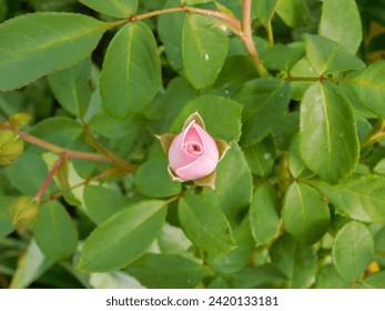 Close-up of a closed rosebud. Pink flower  - Powered by Shutterstock