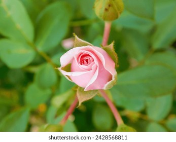 Close-up of a closed rosebud. Pink flower  - Powered by Shutterstock