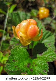 A close-up of a cloudberry (bakeapple)