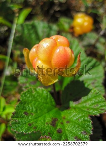A close-up of a cloudberry (bakeapple)
