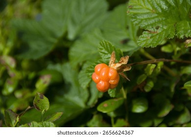 A closeup of a Cloudberry fruit