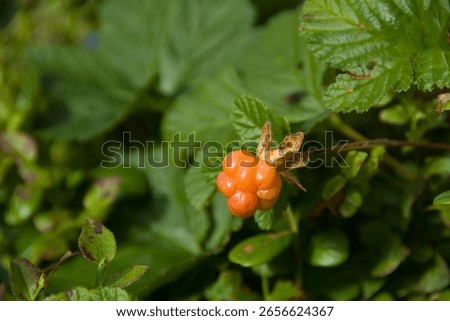 A closeup of a Cloudberry fruit