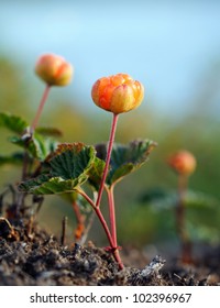 A close-up of a cloudberry, shallow depth of focus
