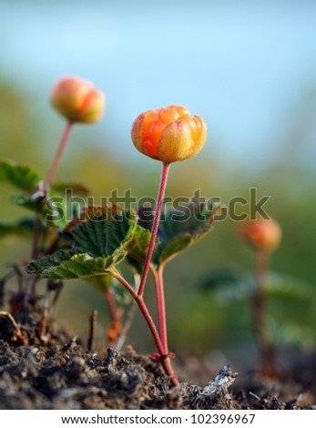 A close-up of a cloudberry, shallow depth of focus