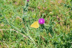 Close-up: Clouded Sulphur Pale Light Yellow Butterfly Ventral Side Feeding On Milk Thistle Purple Flower Captured Sidewise