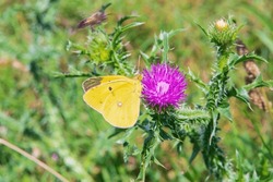 Close-up: Clouded Sulphur Pale Light Yellow Butterfly Ventral Side Feeding On Milk Thistle Purple Flower Captured Sidewise