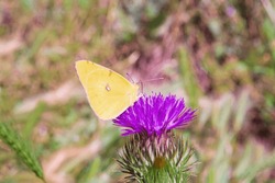 Close-up: Clouded Sulphur Pale Light Yellow Butterfly Ventral Side Feeding On Creeping Thistle Captured Sidewise