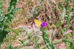 Close-up: Clouded Sulphur Pale Light Yellow Butterfly Ventral Side Feeding On Creeping Thistle Captured Sidewise