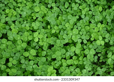 Close-up of clover blossom, patrick's day concept, green clover leaves, close-up of clover blossom, concept of sustainable development  - Shutterstock ID 2331309347