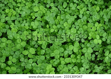 Close-up of clover blossom, patrick's day concept, green clover leaves, close-up of clover blossom, concept of sustainable development 
