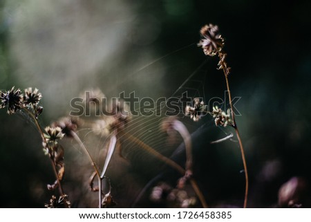 Similar – Geranium pratense Nature