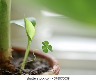 Closeup of  clover green young leaf  - Shutterstock ID 378070039