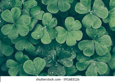 Closeup of Clovers with Ice drops in the Cool Morning Day in Vintage style - Shutterstock ID 591683126