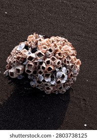 Close-up of a cluster of barnacles attached to a dark sandy beach surface.