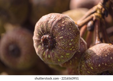 Closeup Of A Cluster Fig Laden On A Tree