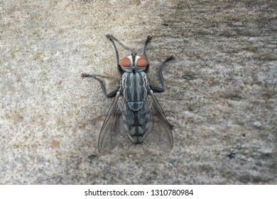 Closeup With Cluster Fly