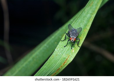 Closeup With Cluster Fly On The Green Grass