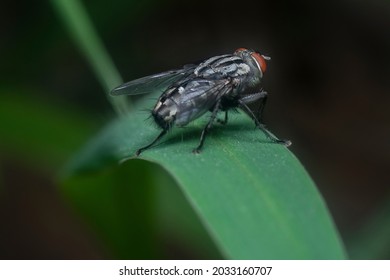 Closeup With Cluster Fly On The Green Grass
