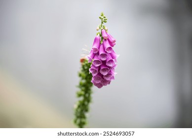 A close-up of a cluster of pink foxglove flowers hanging from a stalk. The bell-shaped blooms display a gradient of color, transitioning from a deeper pink at the tips to a lighter shade near the cent - Powered by Shutterstock