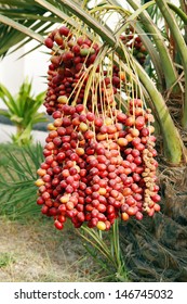 Closeup of the cluster of red dates