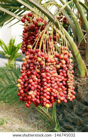 Closeup of the cluster of red dates