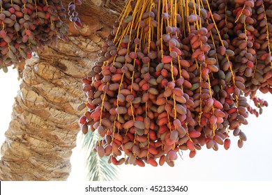Closeup of the cluster of red dates. Egypt