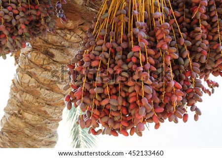 Closeup of the cluster of red dates. Egypt